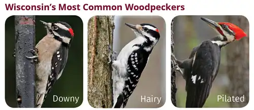 Why Woodpeckers Peck and How to Prevent Them from Pecking Your House