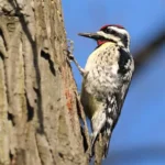 Woodpecker in a tree. Batzner Pest Control serving Wisconsin residents