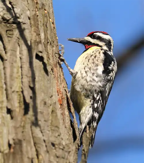 Woodpecker in a tree. Batzner Pest Control serving Wisconsin residents