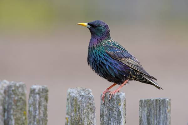 Starling perched on fence - get rid of starlings in Wisconsin - Batzner pest control