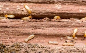 Termites in wood that can be prevented with TAP® Pest Control Insulation from Batzner Pest Control in WI