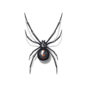 Black widow spider in Wisconsin - Batzner Pest Control