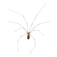 Cellar Spider in Wisconsin - Batzner Pest Control