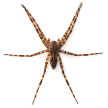 Fishing Spider in Wisconsin - Batzner Pest Control