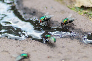 Commercial fly control in Wisconsin - Batzner pest control