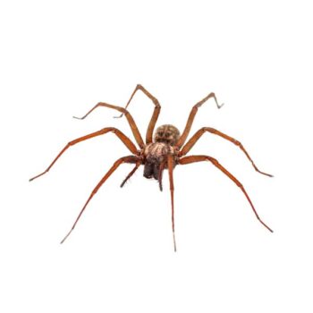 House Spider in Wisconsin - Batzner Pest Control
