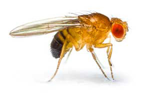 Small Fly in Wisconsin - Batzner pest control