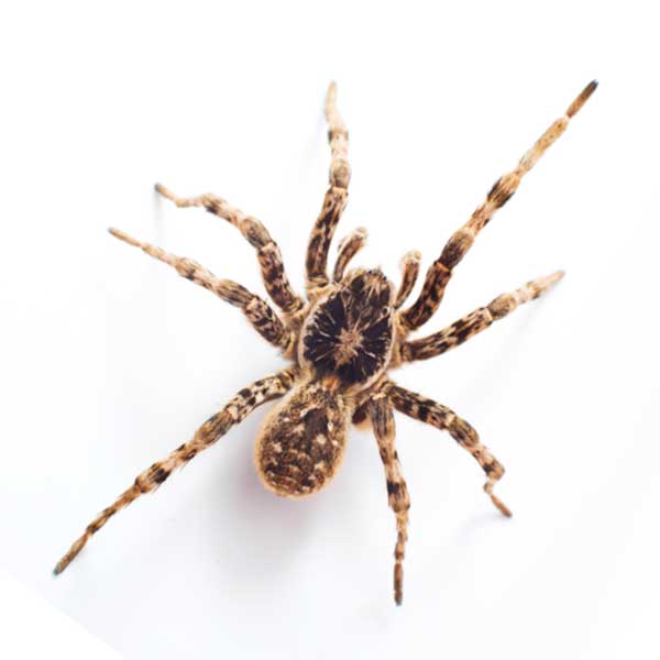 Wolf Spider in Wisconsin - Batzner Pest Control