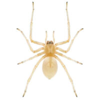 Yellow sac spider in Wisconsin - Batzner Pest Control