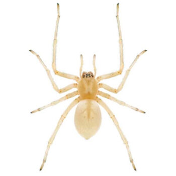 Yellow sac spider in Wisconsin - Batzner Pest Control