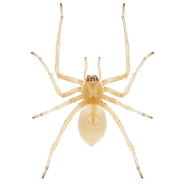Yellow sac spider in Wisconsin - Batzner Pest Control