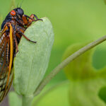 Cicada in Wisconsin - Batzner pest control