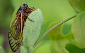 Cicada in Wisconsin - Batzner pest control