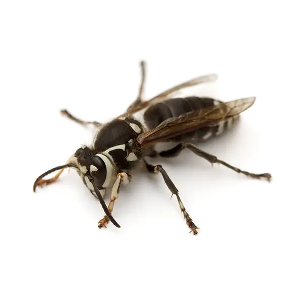 Baldfaced Hornet on a white background - Keep pests away from your home with Batzner Pest Control in WI
