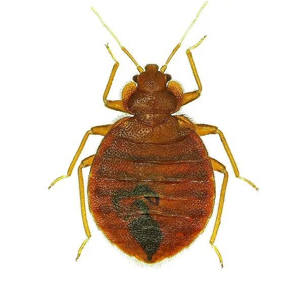 bed bug on a white background - Keep pests away from your home with Batzner Pest Control in WI