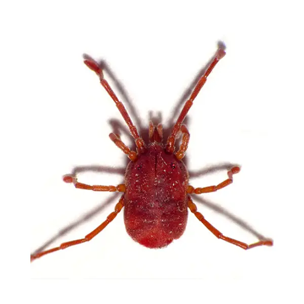bird mite on a white background - Keep pests away from your home with Batzner Pest Control in WI