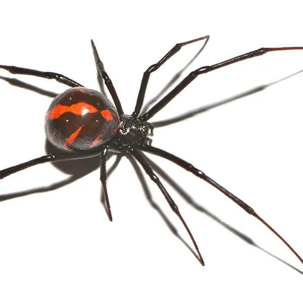 black widow on a white background - Keep pests away from your home with Batzner Pest Control in WI