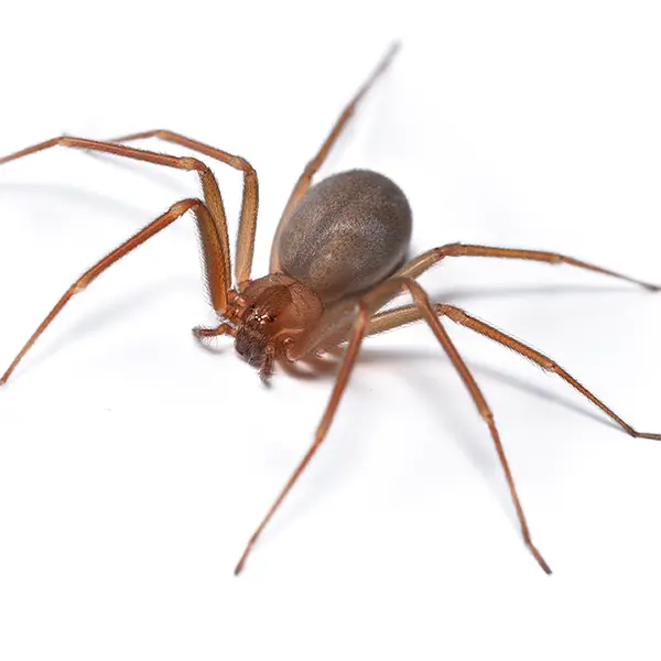 brown recluse on a white background - Keep pests away from your home with Batzner Pest Control in WI