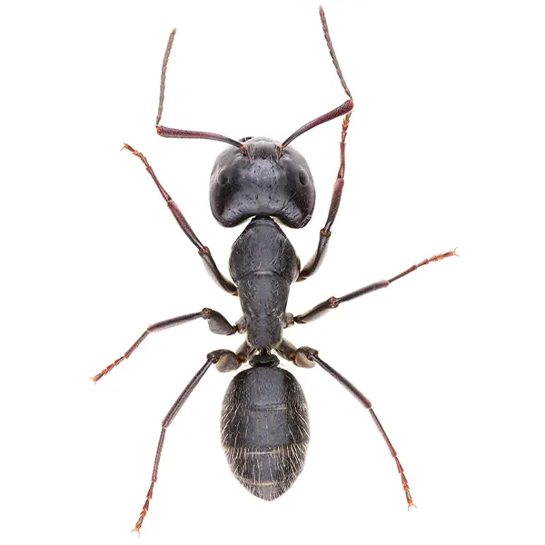 Carpenter ant on a white background - Keep pests away from your home with Batzner Pest Control in WI