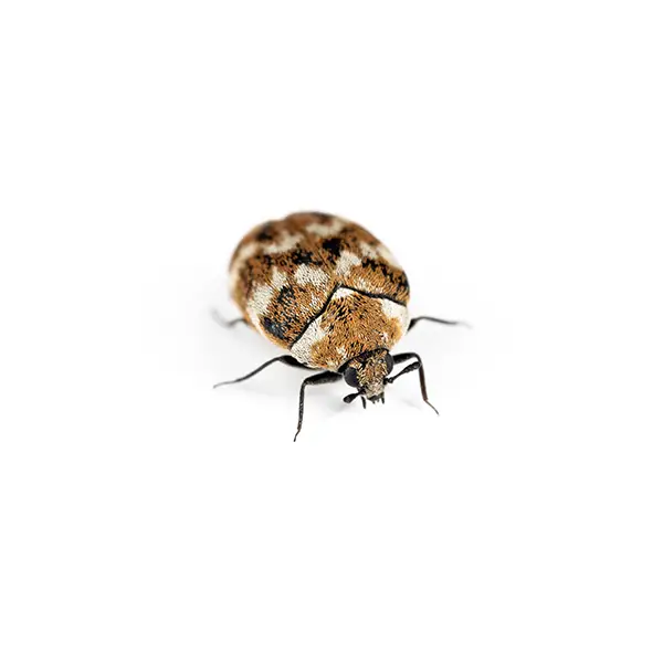 carpet beetle on a white background - Keep pests away from your home with Batzner Pest Control in WI