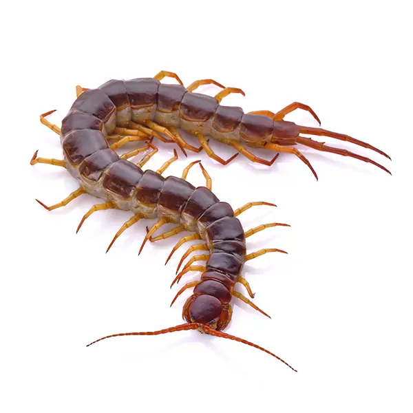 centipede on a white background - Keep pests away from your home with Batzner Pest Control in WI