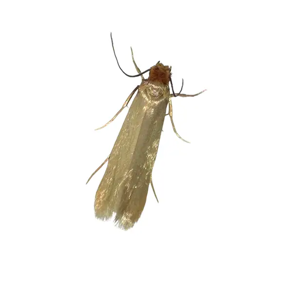 clothes moth on a white background - Keep pests away from your home with Batzner Pest Control in WI
