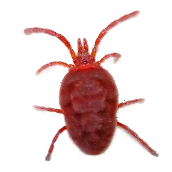 clover mite on a white background - Keep pests away from your home with Batzner Pest Control in WI