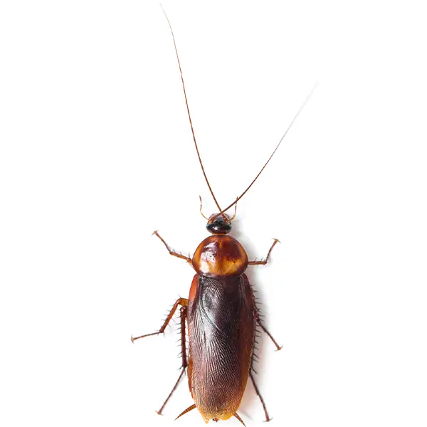 cockroach on a white background - Keep pests away from your home with Batzner Pest Control in WI