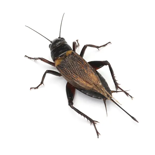cricket on a white background - Keep pests away from your home with Batzner Pest Control in WI