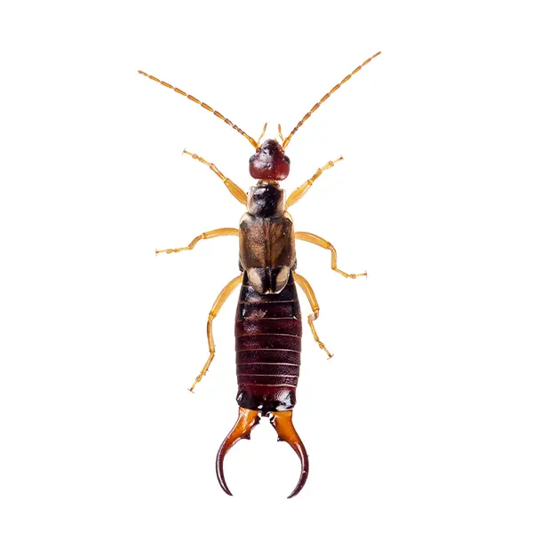 earwig on a white background - Keep pests away from your home with Batzner Pest Control in WI