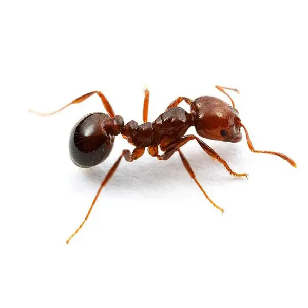 Fire ant on a white background - Keep pests away from your home with Batzner Pest Control in WI