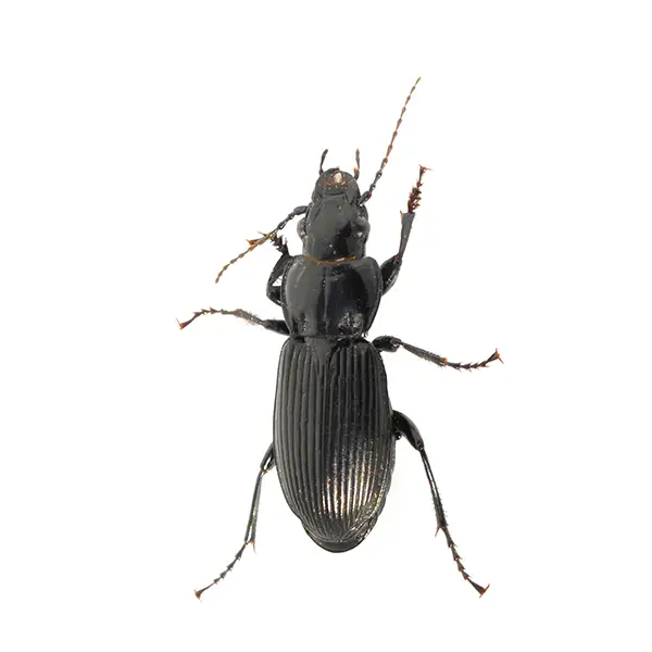 ground beetle on a white background - Keep pests away from your home with Batzner Pest Control in WI