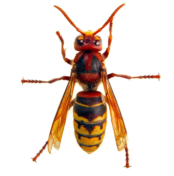 Hornet on a white background - Keep pests away from your home with Batzner Pest Control in WI