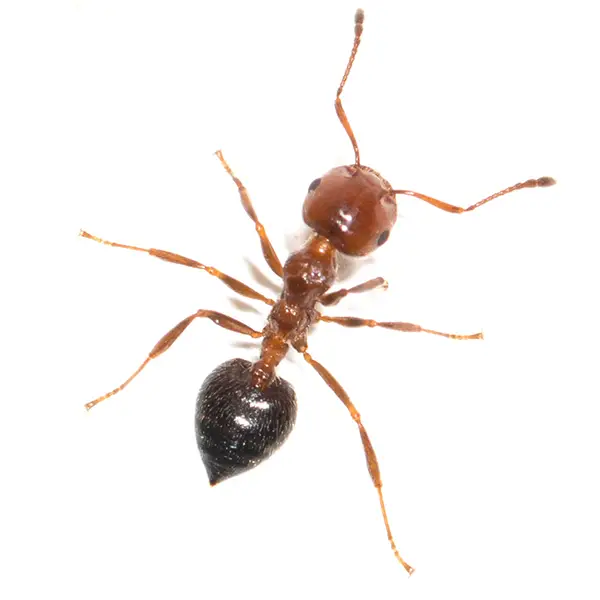 house ant on a white background - Keep pests away from your home with Batzner Pest Control in WI