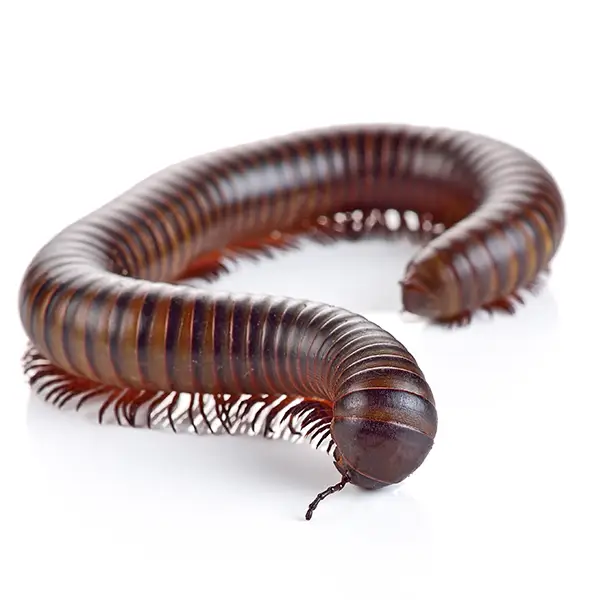 millipede on a white background - Keep pests away from your home with Batzner Pest Control in WI