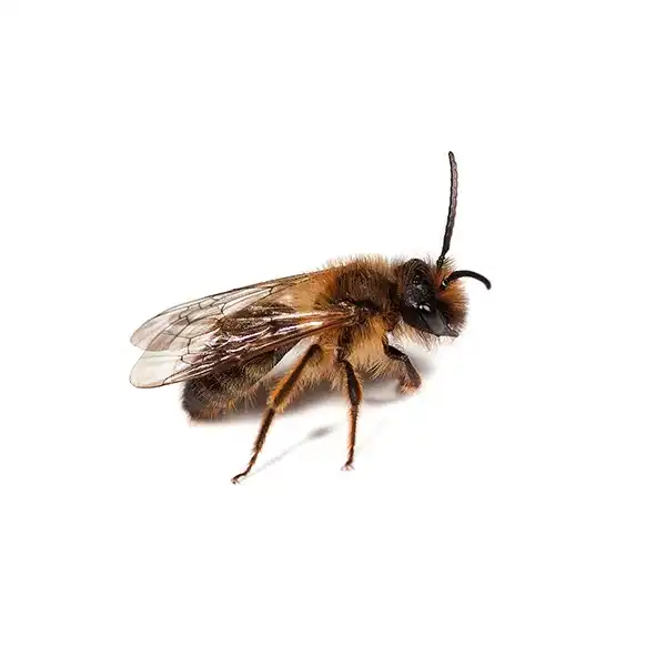 Mining bee on a white background - Keep pests away from your home with Batzner Pest Control in WI