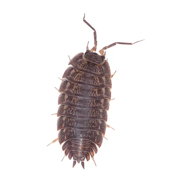 pillbug on a white background - Keep pests away from your home with Batzner Pest Control in WI