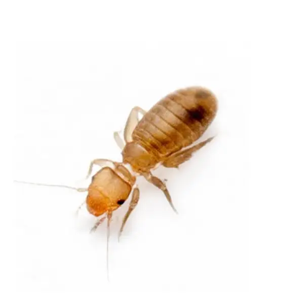 psocid on a white background - Keep pests away from your home with Batzner Pest Control in WI