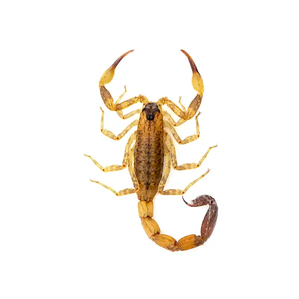 scorpion on a white background - Keep pests away from your home with Batzner Pest Control in WI