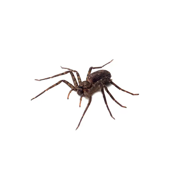 spider on a white background - Keep pests away from your home with Batzner Pest Control in WI