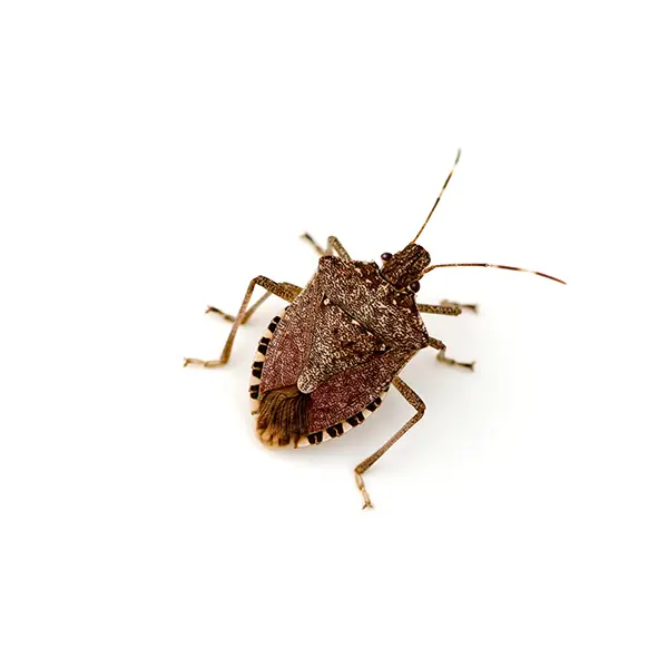 stinkbug on a white background - Keep pests away from your home with Batzner Pest Control in WI