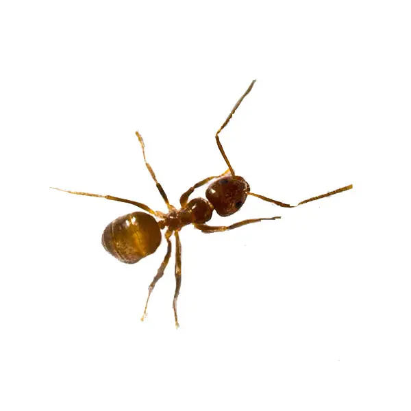 Tawny crazy ant on a white background - Keep pests away from your home with Batzner Pest Control in WI