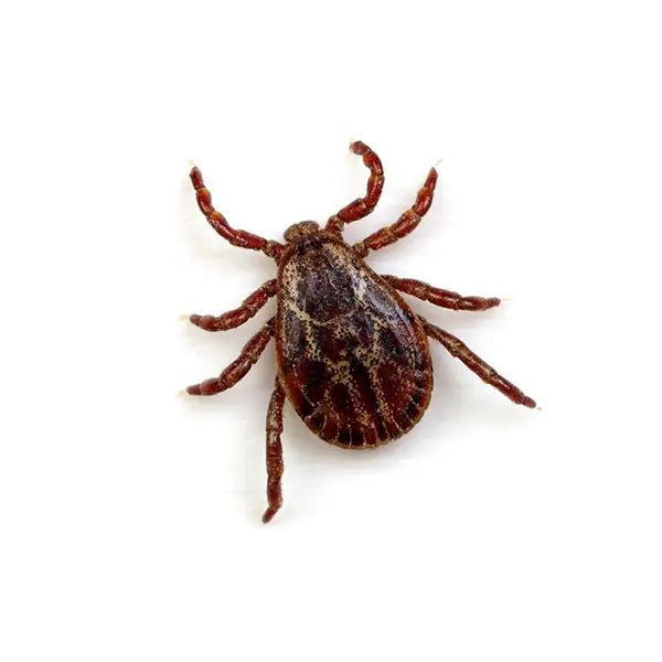 tick on a white background - Keep pests away from your home with Batzner Pest Control in WI