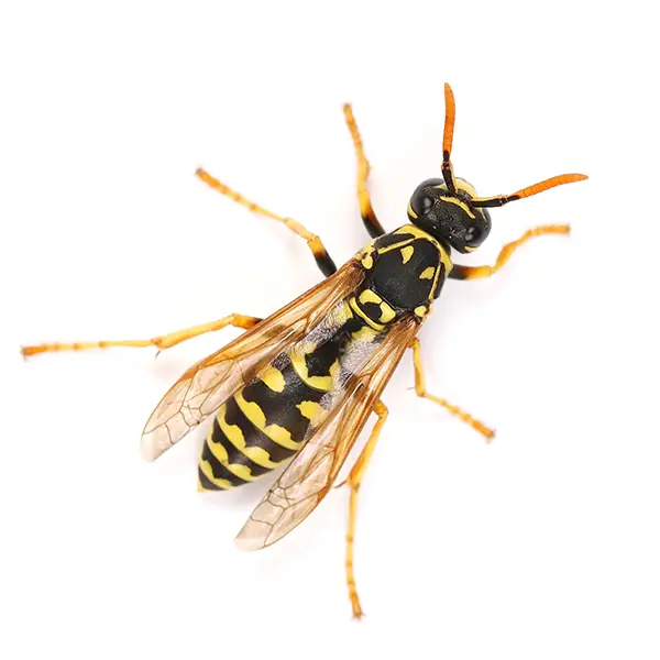 wasp on a white background - Keep pests away from your home with Batzner Pest Control in WI
