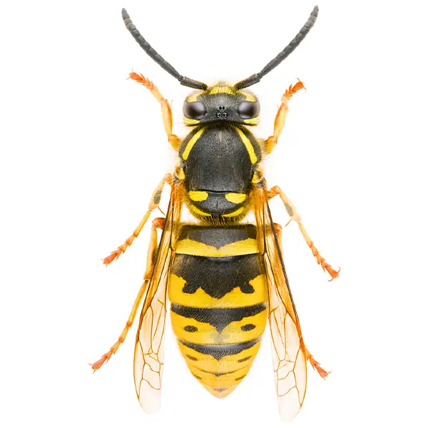 Yellowjacket on a white background - Keep pests away from your home with Batzner Pest Control in WI