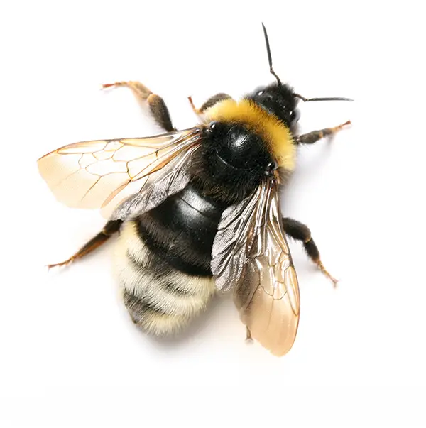 bumble bee on a white background - Keep pests away from your home with Batzner Pest Control in WI