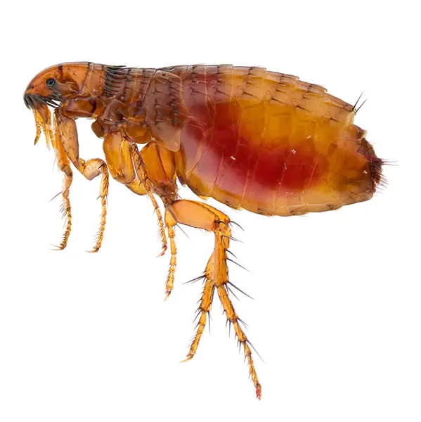 flee on a white background - Keep pests away from your home with Batzner Pest Control in WI
