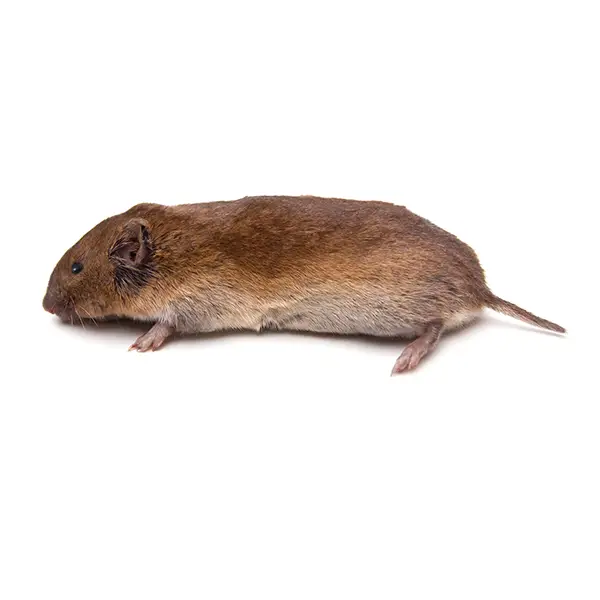 vole on a white background - Keep pests away from your home with Batzner Pest Control in WI