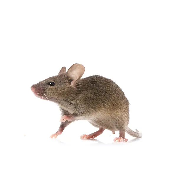 gray mouse on a white background - Keep pests away from your home with Batzner Pest Control in WI