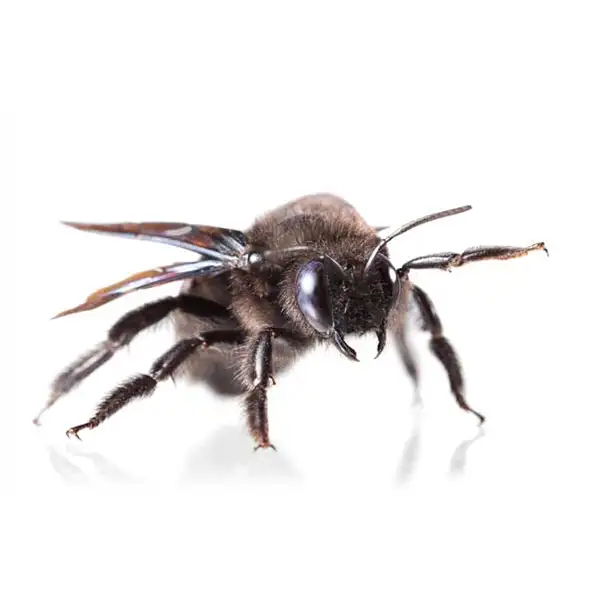 Carpenter bee on a white background - Keep pests away from your home with Batzner Pest Control in WI